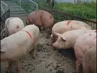 公猪, Pigs — 照片 3