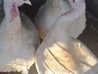 Turkeys — photo 3