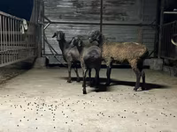 母羊, Hissar sheep — 照片 2