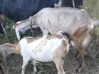 Goat, Nubian Goat — photo 2