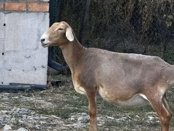 Carnero, Ovejas — Kirguistán