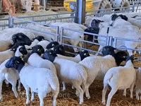 公羊, Dorper sheep — 照片 2