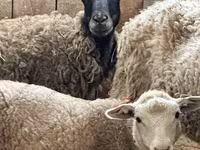 मेढ़ा, Dorper sheep — फ़ोटो 6