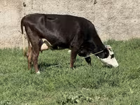 母牛, Cattle — 照片 6