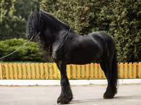 公马, Friesian — 照片 6