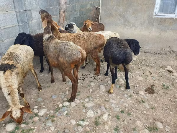Oveja, Ovejas — Kirguistán