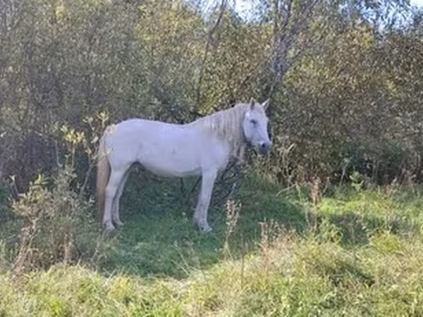 Кобыла, Лошади