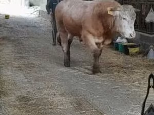 公牛, Blonde d’Aquitane cattle