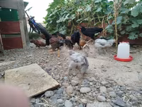 Chickens — Foto 1