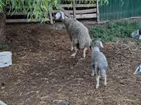 公羊, Sheep — 照片 2
