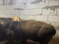 公羊, Arashan sheep — 照片 6