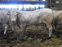 公牛, Blonde d’Aquitane cattle — 照片 5