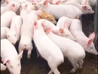 公猪, Pigs — 照片 8