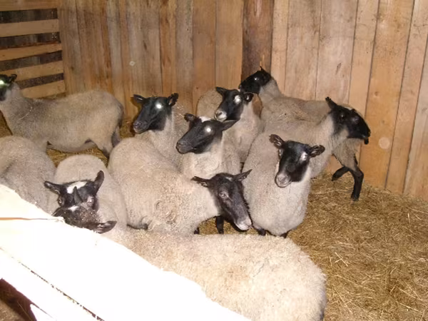 母羊, Romanov sheep