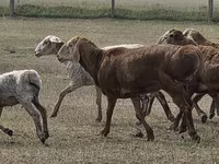公羊, Hissar sheep — 照片 5