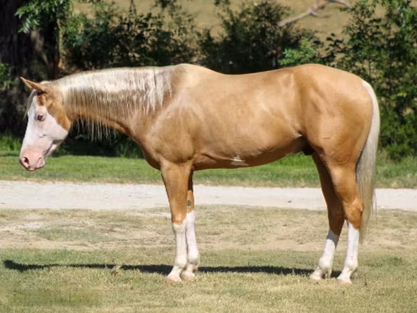 公马, Palomino