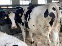Cow, Holstein breed — photo 1