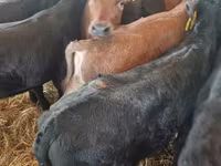 सांड, लिमोज़िन गाय — फ़ोटो 6