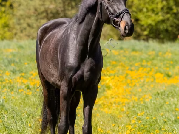 公马, Horses
