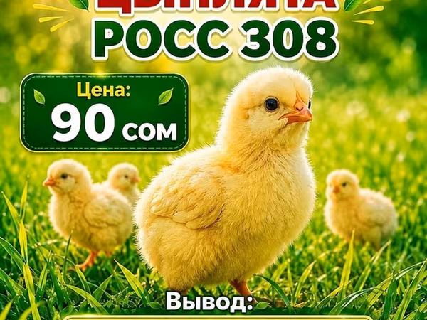 Ross 308