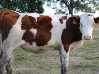 Cow, Montbéliarde — photo 7