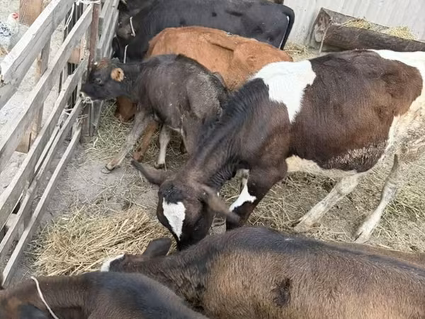 Bull, Russian Black pied cattle