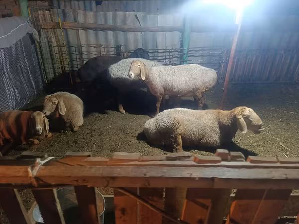 Sheep