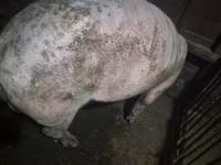 Verro, Ландрас — foto 3