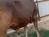 ثور, Swiss cattle — الصورة 4