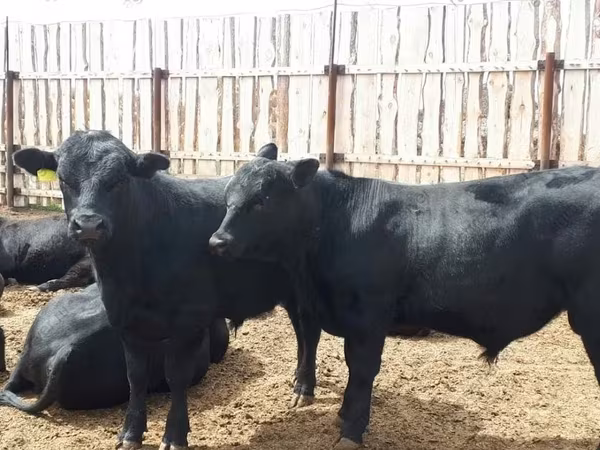 Bulle, Holstein-Rasse