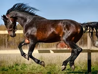 Yegua, Horse breed — foto 1