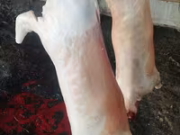 Продам баранину ягнят — 照片 2