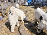 Cabro, Saanen goat — foto 3
