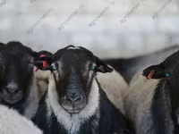 मेढ़ा, Dorper sheep — फ़ोटो 2