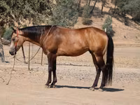 घोड़ा, Quarter Horse — फ़ोटो 8