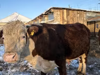 Bulle, Rinder — Foto 6
