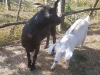 Goat, Goats — photo 1