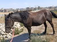 Stute, Skyros Pony — Foto 1