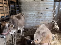 Vaca, Swiss cattle — foto 8