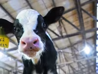 Bull, Holstein breed — photo 2