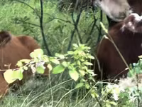 Cow, Kazakh White-headed cow — photo 1