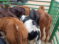 母牛, Limousin cow — 照片 3