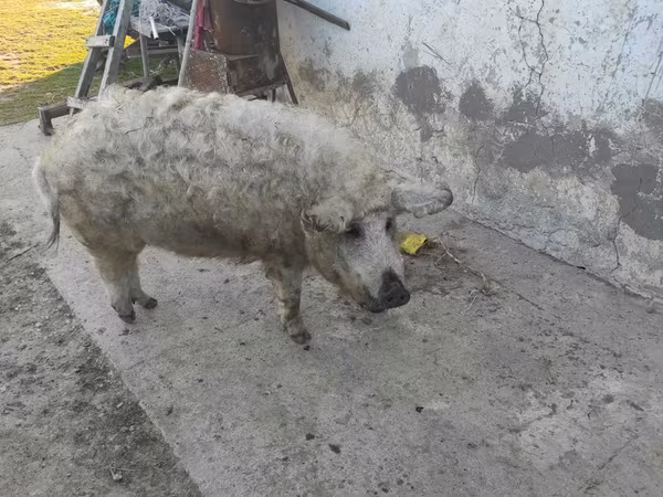 公猪, Мангалица