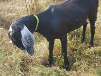 母山羊, Nubian Goat — 照片 4