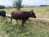 Cow, Cattle — photo 4