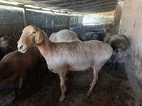 Sheep, Sheep — photo 2