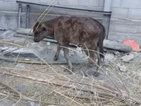 بقرة, Russian Black pied cattle — الصورة 4