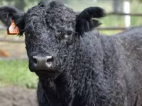 Bull, Cattle — photo 7