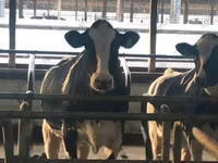 母牛, Holstein breed — 照片 1