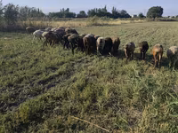 Schaf, Schafe — Foto 2
